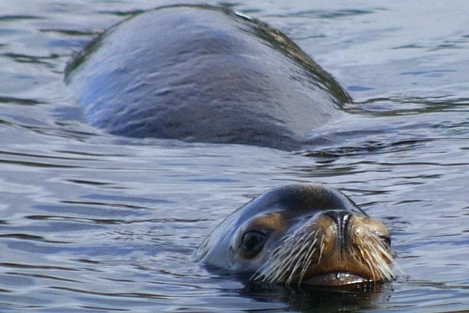 Telegraph Cove Kayak Tour