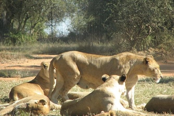 Bothongo Rhino & Lion Safari