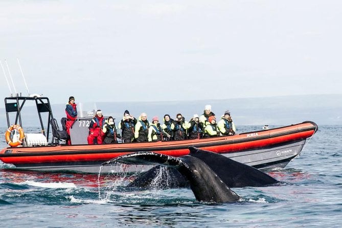 HĂşsavĂk Whale Watching