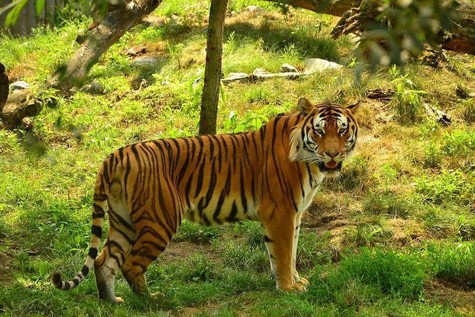 Panna National Park Safari