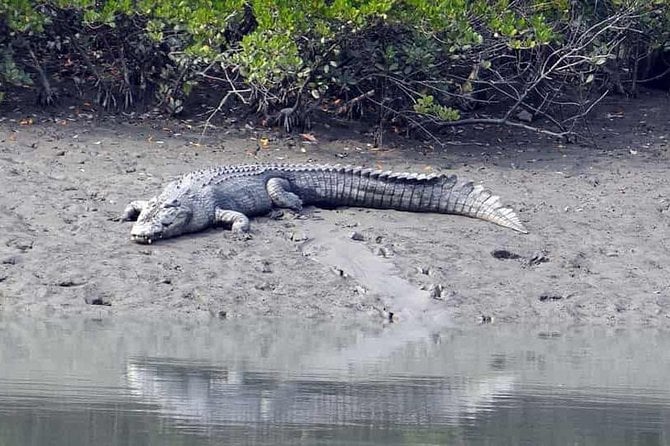 Sundarbans Private Safari