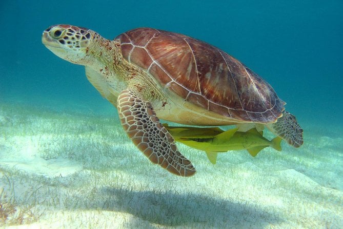 Akumal Turtle Snorkel & Cenote Tour