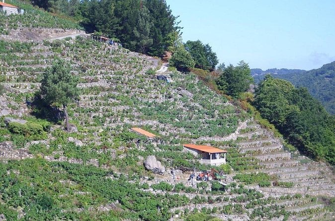Galicia Wine & Sights Tour