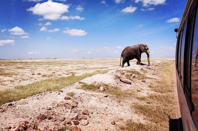 Amboseli Safari: Kilimanjaro Views
