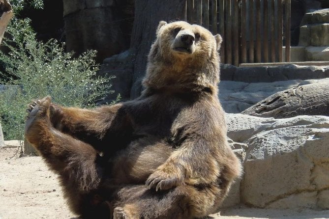 Bear Sanctuary & Rasnov Fortress Day Tour