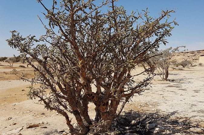 Frankincense Museum Tour