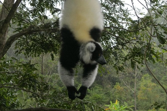 Madagascar Wildlife Tour