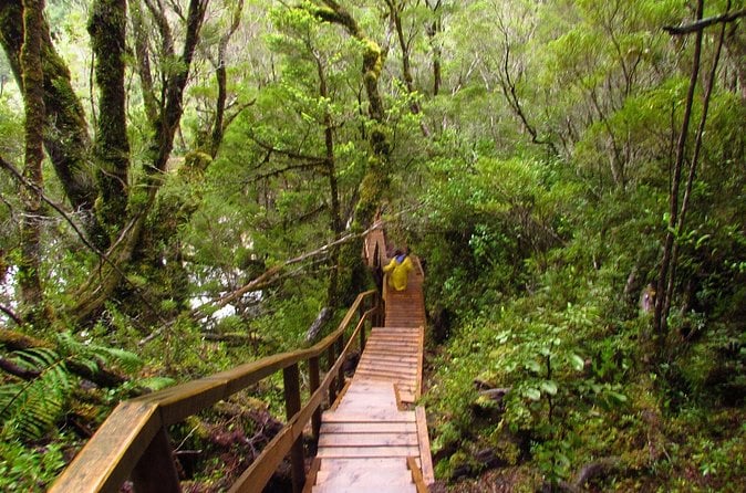 Alerce Andino National Park Trek