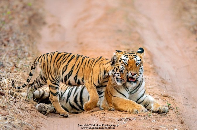 Pench Tiger Safari