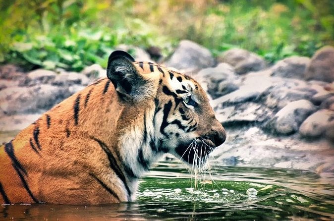 Sundarban Tiger Safari