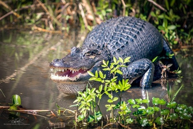 New Orleans Swamp Tour