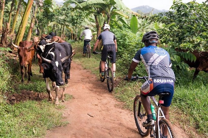 Lake Victoria Island Cycling Tour