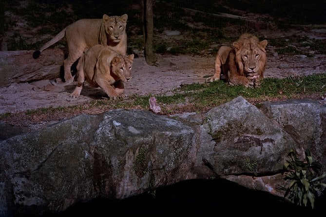 Night Safari
