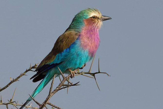 Lake Manyara Day Trip