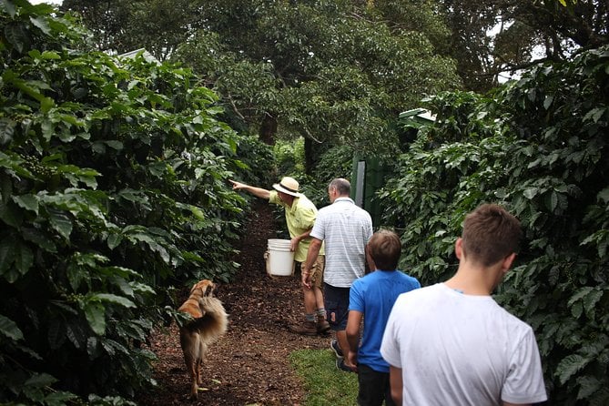 Boquete Coffee Tour