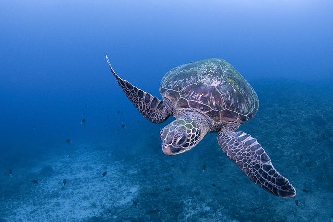 Kagoshima Scuba Diving