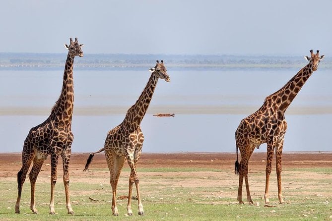 Tarangire–Ngorongoro–Lake Manyara Safari