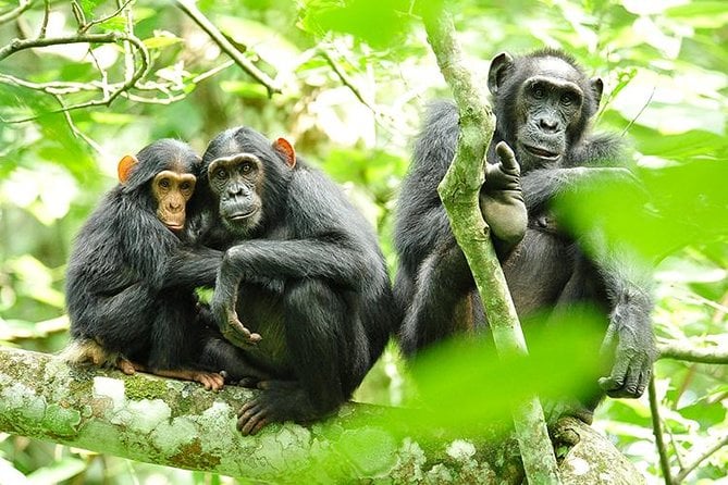 Nyungwe Chimpanzee Trek