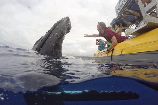 Lahaina Whale Watch