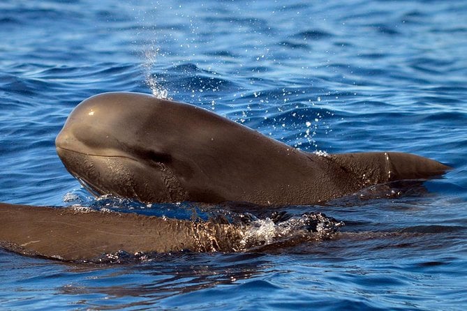 Tenerife Whale Watching