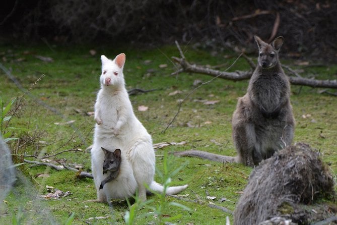 Bruny Island Tour: Wild Coast & Tastes