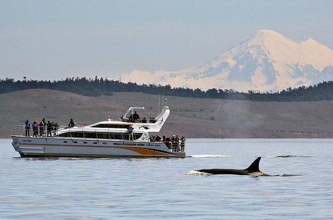 Victoria Marine Wildlife Tour