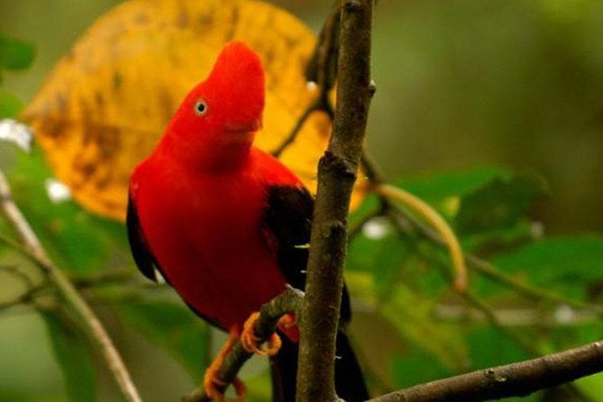 Manu National Park Tour
