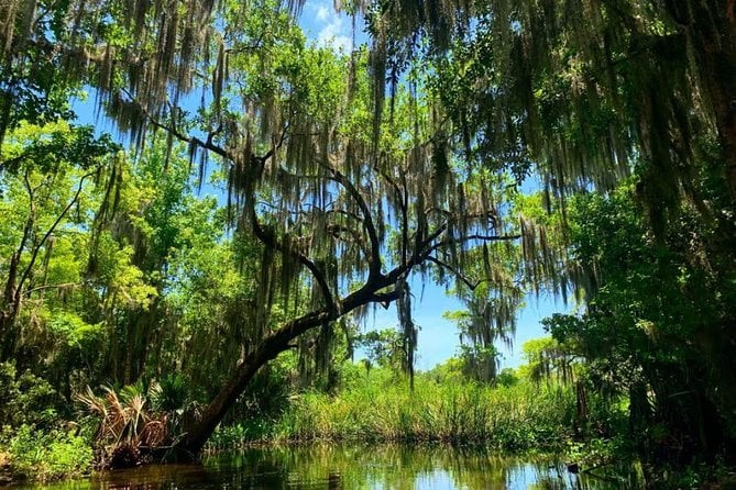 New Orleans Swamp Adventure Tour