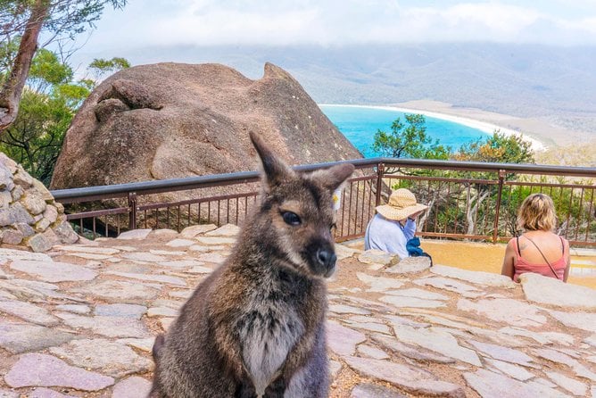 Wineglass Bay Day Tour - Hobart