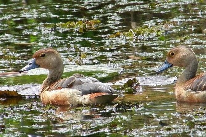 Colombo Bird Watching Adventure