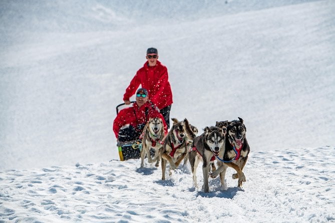 Anchorage Sled Dog Ride