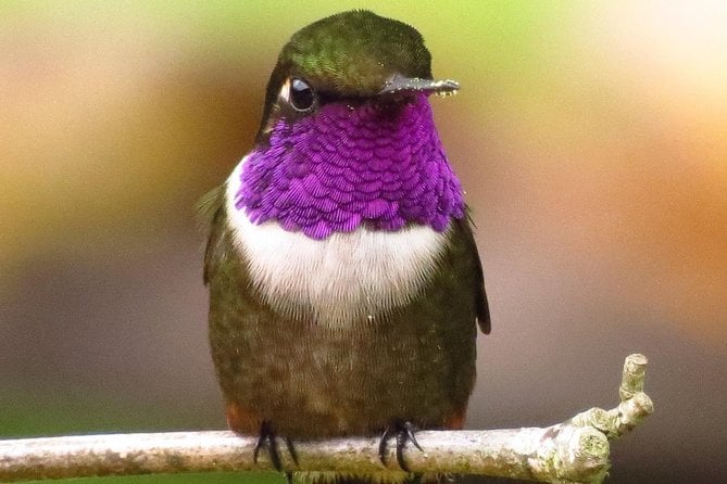 Bogota Bird Watching Tour
