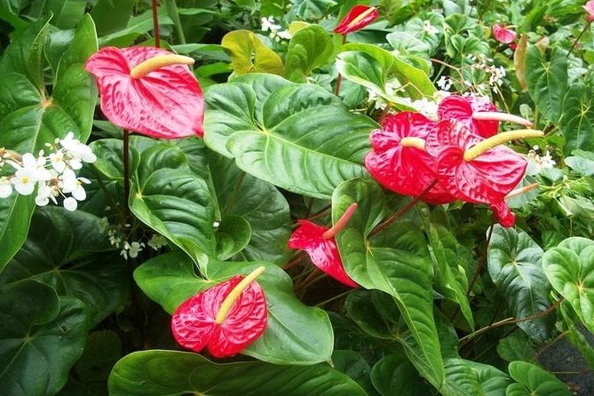 Montreal Garden Tour