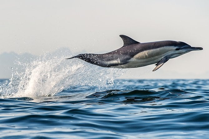 Dolphin & Wildlife Cruise