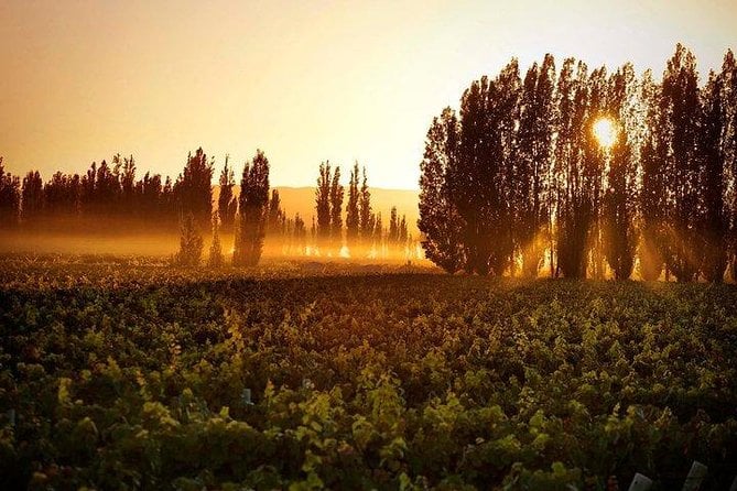 Luján de Cuyo Wine Tour
