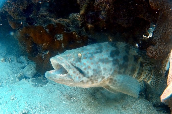 Discover Scuba Diving