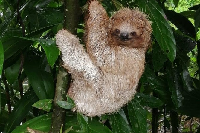 Meet Sloths in Tamarindo