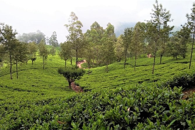 Sri Lanka Hill Country Tour