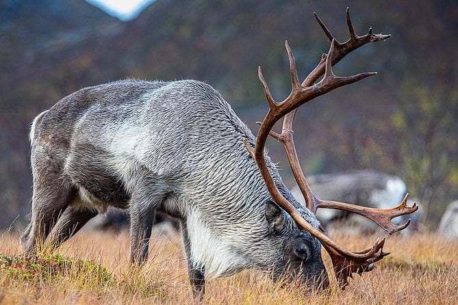 Arctic Nature Tour Tromsø