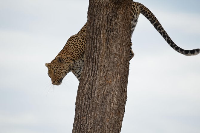Masai Mara & Lake Nakuru Safari