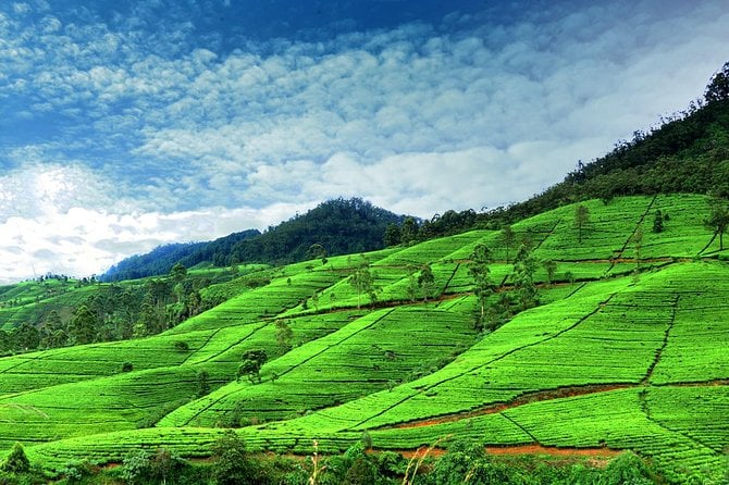 Nuwara Eliya Day Tour