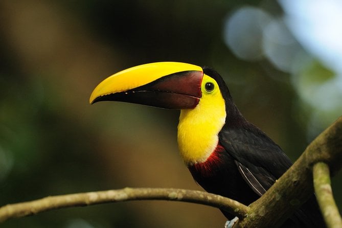 Bird Watching by Arenal Volcano