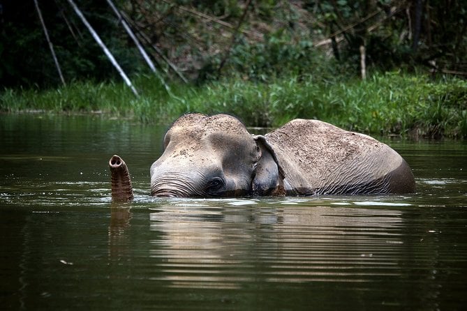 Phuket Elephant Sanctuary