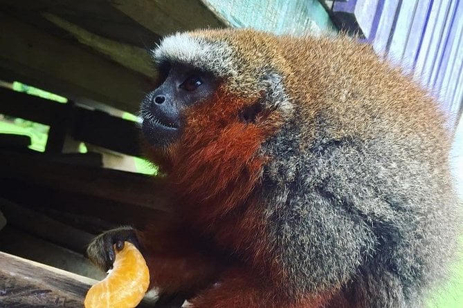 Monkey Island Tour in Iquitos