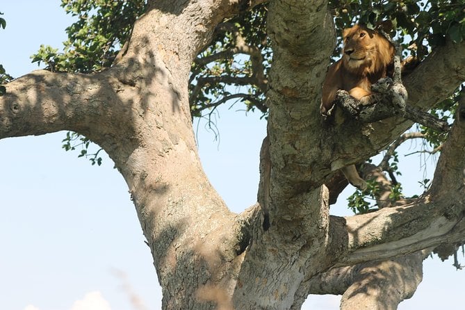 Queen Elizabeth National Park Safari