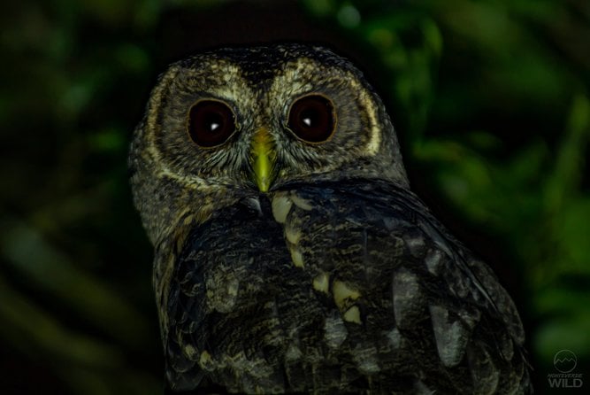 Monteverde Night Walk