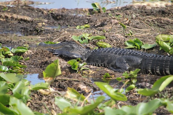 Orlando Sunset Kayak Tour
