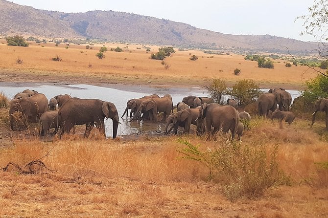 Pilanesberg Safari - Pretoria