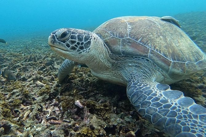 Koh Tao Scuba Diving