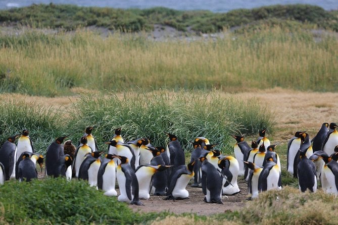 King Penguin Park Tour